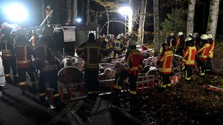 Ein provisorischer Stall im Wald: Nach Schweinetransporter-Unfall 16 tote Tiere