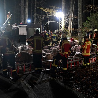 Ein provisorischer Stall im Wald: Nach Schweinetransporter-Unfall 16 tote Tiere
