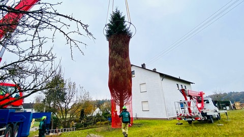 Der Baum für den Ulmer Weihnachtsmarkt kommt in diesem Jahr aus Bayern. 
