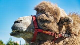 Das Kamel musste nach dem Unfall zum Tierarzt, das Auto indessen war schrott. (Symbolbild)