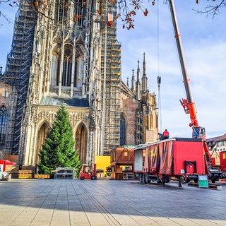 Der Weihnachtsbaum auf dem Ulmer Münsterplatz im Jahr 2025
