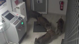 Mehrere Wildschweine in einer Bankfiliale. Die Tiere sind in Ellwangen-Röhlingen in die Filiale gelangt.