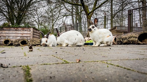 Im Ulmer Tiergarten bekommen jeden Tag ein paar Tiere Geschenke aus einem Adventskalender.