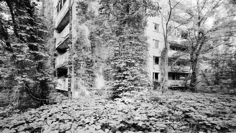 Blätter, Büsche, Bäume in der Sperrzone von Pripyat bei Tschernobyl: Wenn der Mensch nicht mehr da ist, holt sich die Natur ihr Terrain zurück. 