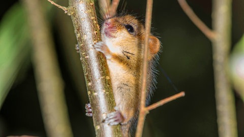Eine Haselmaus auf einem Ast. Wegen des Ausbaus der A8 muss die etwa sieben Zentimeter große Haselmaus am Drackensteiner Hang umgesiedelt werden.