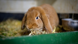 Ein Kaninchen mit Schlappohren in einem Gehege. (Archivbild)