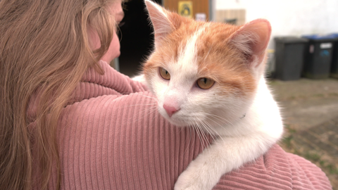 Wie oft Kater Pauli wieder nach Hause in sein Stadtviertel getrage oder gefahren wurde, hat niemand gezählt. Wichtig ist auf dem Hof nur, dass der kleine Star wieder heimkommt.
