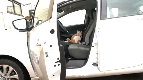 Autofahren? Ich bin dabei! Kater Pauli springt gerne in Autos und macht es sich dort gemütlich. Auch das SWR-Auto war vor ihm nicht sicher und wurde gleich in Beschlag genommen.