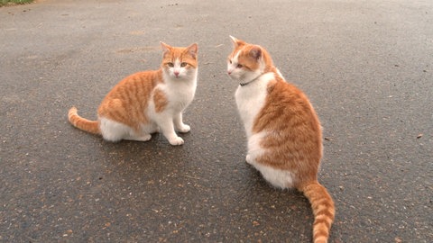 Zwei Katzen nebeneinander. Pepe geht fast als Paulis Doppelgänger durch, hält aber immer auf dem Hof die Stellung, während Pauli die Welt erkundet.