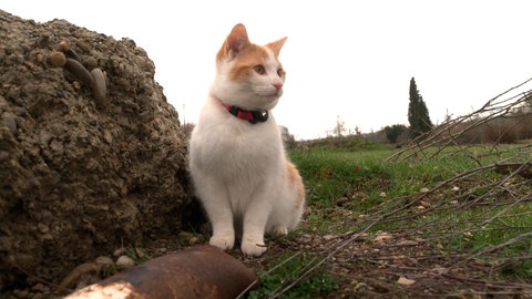 Wohin jetzt? Die Welt steht dem jungen Kater offen. Scheu hat Pauli keine, sie zu erobern.