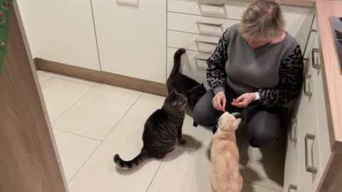 Nicht oft lassen sich alle drei Katzen nebeneinander blicken, doch immer dann, wenn es Futter gibt, halten sie Frieden. Weil es jedoch anfangs zu heftigen Kämpfen zwischen den Tieren kam, wurde die Nattheimerin Katzen-Psychologin.