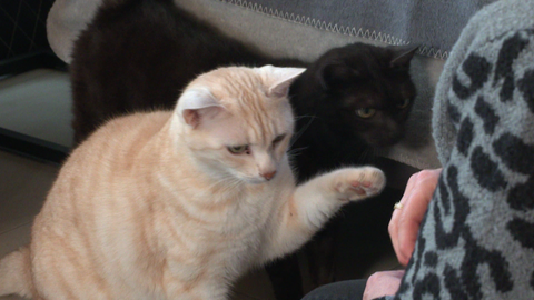 Mit der schwarzen Katze Bonnie und dem hellen Kater Clyde hat bei Katzen-Psychologin Alexandra Kolb alles angefangen. Die Kämpfe zwischen den Geschwistern kamen später. 