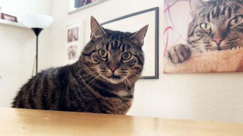 Der getigerte Kater Kimba ist der Dritte im Bunde und kam als letztes aus dem Tierheim dazu. Gerade zu Beginn ging er immer wieder auf die Kätzin Bonnie los. 