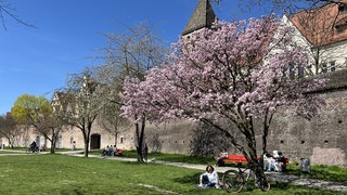 Frau sitzt auf der Wiese am Donauufer unter Kirschbaum mit ihrem Fahrrad, Frühling in Ulm.