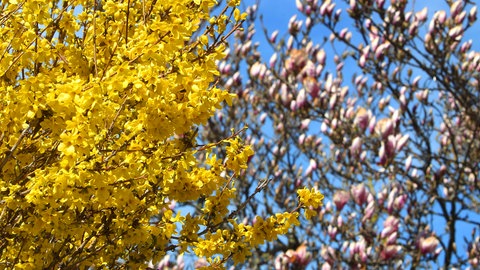 Wenn die Forsythien blühen, ist wieder höchste Zeit, um den Rasen auf Vordermann zu bringen.