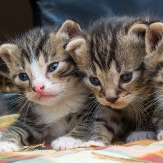 Katzenbabys auf einer Decke. Laut Polizeibericht soll ein Unbekannter im Neu-Ulmer Stadtteil Vorfeld versucht haben, zwei Mädchen in ein Auto zu locken - mit dem Hinweis, dort könnten sie Katzenbabys anschauen. (Symbolbild)