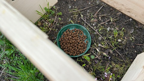 Eine grüne Futterschale mit Trockenfutter steht in einem hölzernen Igelhäuschen.