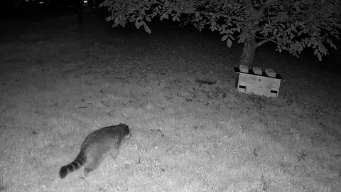 Eine Nachtaufnahme in schwarz-weiß, ein Garten mit einem Tier: Auf der Wildtierkamera der Dauners ist der Waschbär genau zu erkennen.
