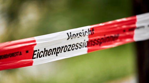 Ein Eichenprozessionsspinner-Befall an einer Eiche