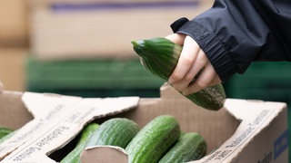 Eine Person nimmt eine Gurke aus einem Karton. In Ichenhausen (Kreis Günzburg) ist am Samstag ein Streit in einem Supermarkt eskaliert. In der Gemüseabteilung prügelten sich laut Polizei zwei Männer mit Salatgurken (Symbolbild).