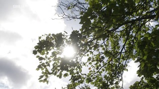 Sonne bricht durch Baumkrone