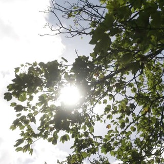 Sonne bricht durch Baumkrone