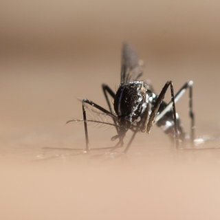 Die Asiatische Tigermücke breitet sich auch in Rheinland-Pfalz immer weiter aus. 