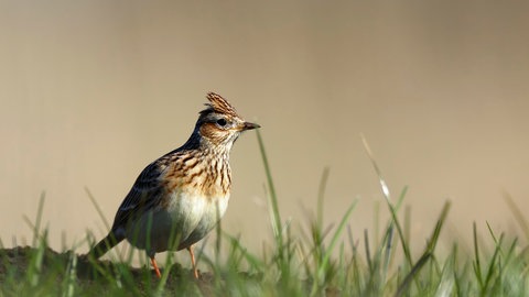 Die Feldlerche: Ein Vogel, der auch in Rheinland-Pfalz immer seltener wird, wie viele andere Vögel auf Wiesen oder Weiden.