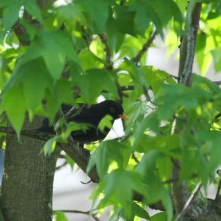 Amsel im Baum