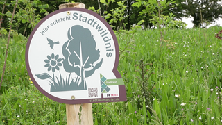 Tiny Forest in Trier. Die Mini-Wälder sollen in heißen Städten für Kühlung sorgen.