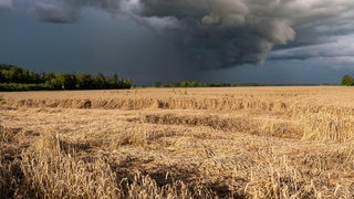Umgeknicktes Getreide auf einem Feld. Im Hintergrunde dunkle Unwetterwolken.  