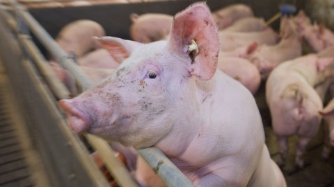 Mastschweine stehen in einem Mastbetrieb in einem Stall (Sujetbild).