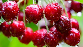 Steigende Löhne, Klimawandel, Rückgang der Nachfrage: Die Kirschen-Bauern in Rheinland-Pfalz machen sich Sorgen um die Zukunft.