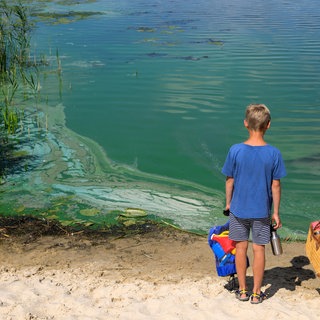 Blaualgen im Badesee verderben den Badespaß (Archiv)