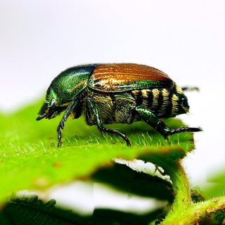 Japankäfer können bei hunderten Pflanzen Schäden anrichten.