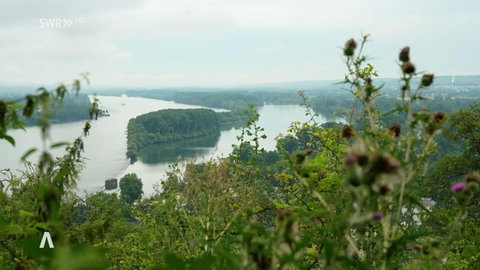Inselrhein