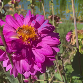 Blume mit Biene