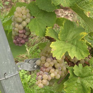 Weintrauben im Weinbaugebiet