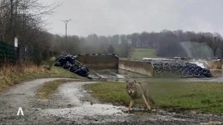 Foto eines Wolfes auf einem Bauernhof