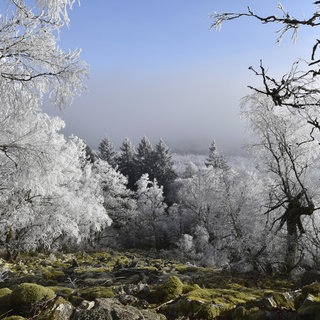 Das regenreiche Jahr 2024 hat den Bäumen in den Wäldern von Rheinland-Pfalz nur wenig geholfen.