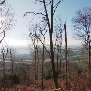 Ein lichter Wald