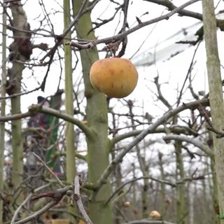 Fruchtknospe an Reben