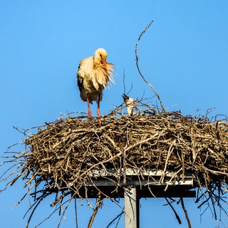 Storch steht am Rand des Nests - die Brutsaison war schlecht 2024