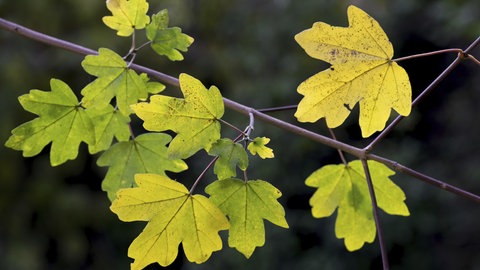 Der Feldahorn ist ein Baum, der im Klimawandel resilient ist und weniger Pollen produziert.