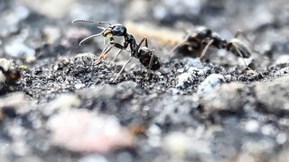 Die Große Drüsenameise - auch in Rheinland-Pfalz und Hessen tauchen die Insekten in immer mehr Kommunen auf. 