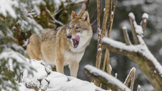Die grüne Umweltministerin Katrin Eder hat angejündigt, dass der Wolf in RLP ins Jagdgesetz aufgenommen werden soll.