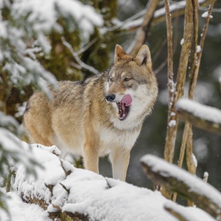 Die grüne Umweltministerin Katrin Eder hat angejündigt, dass der Wolf in RLP ins Jagdgesetz aufgenommen werden soll.