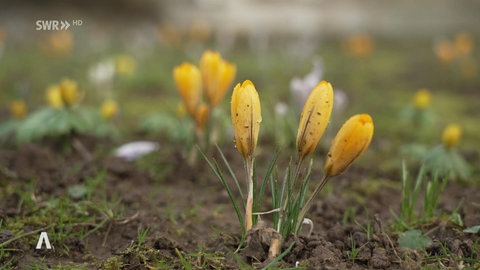 Blüten im Rosengarten