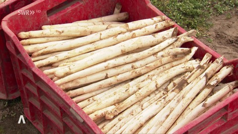 Frische Spargelernte