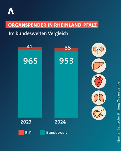 Die Entwicklung bei Organspenden in Deutschland und Rheinland-Pfalz als Balkendiagramm. Sowohl im Bund als auch im Land ging die ohnehin verschwindend kleine Zahl an Organspenden 2024 nochmals zurück. 